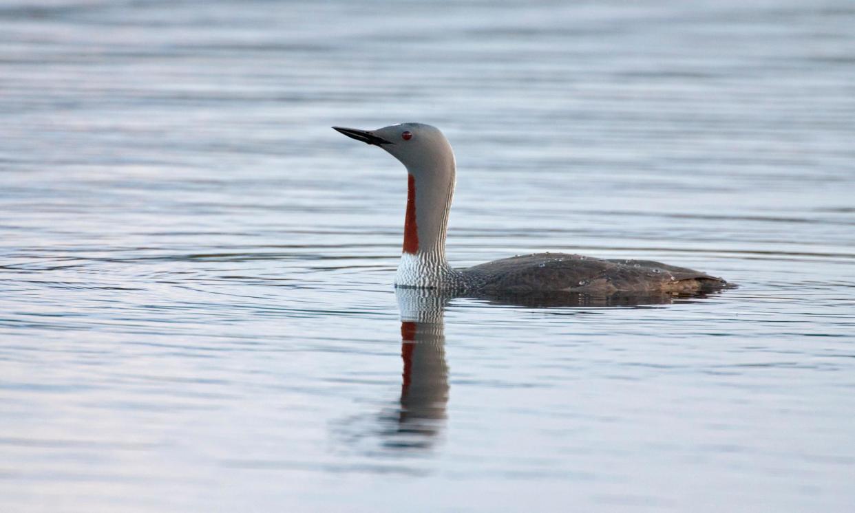 <span>A red-throated diver. ‘They’re diving in neat asynchronicity, with only one above the waterline at any given moment.’</span><span>Photograph: Margaret Welby/Alamy</span>