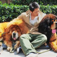 Der teuerste Hund der Welt ist ein Tibetmastiff.