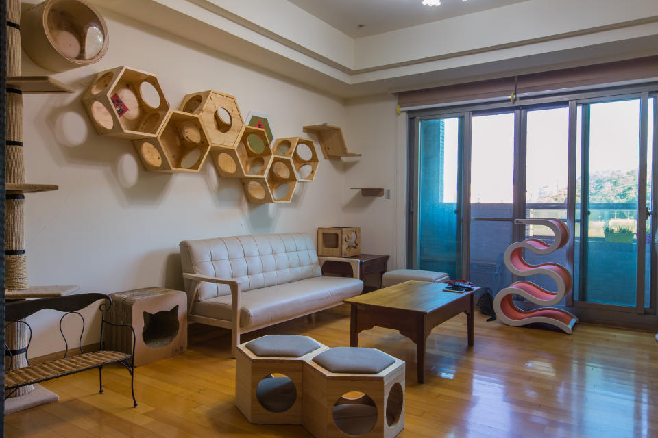 Interior shot of a living room with cat's trees on the wall and sofa for people.