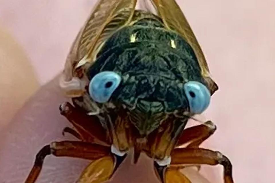 <p>Kelly Simkins</p> The blue-eyed cicada found by Kelly Simkins