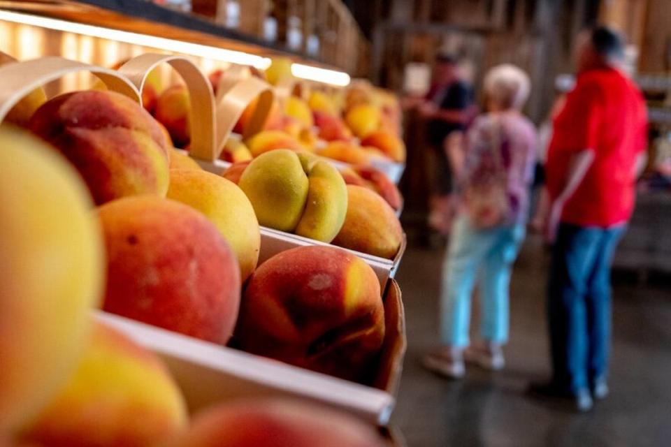 Customers shop for sweet peaches on July 13, 2023 at Flamm Orchards in Cobden.