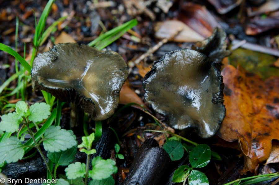 Psilocybe cyanescens found in the Royal Botanic Gardens, Kew in London, England. (Courtesy of Bryn Detinger)