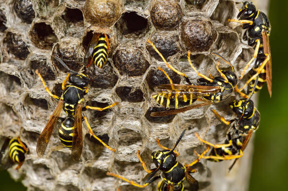 Evie Clark, 7, survived being stung 300 times by European wasps. Source: Getty Images