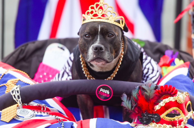 Queen: Spoilt Cleo has had £18,000 spent on her (Caters)