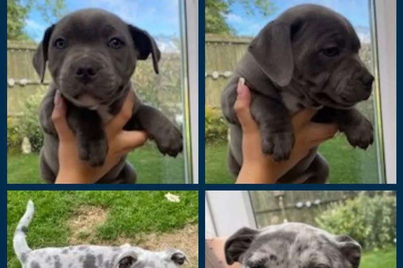 Composite of four photos of the stolen puppies