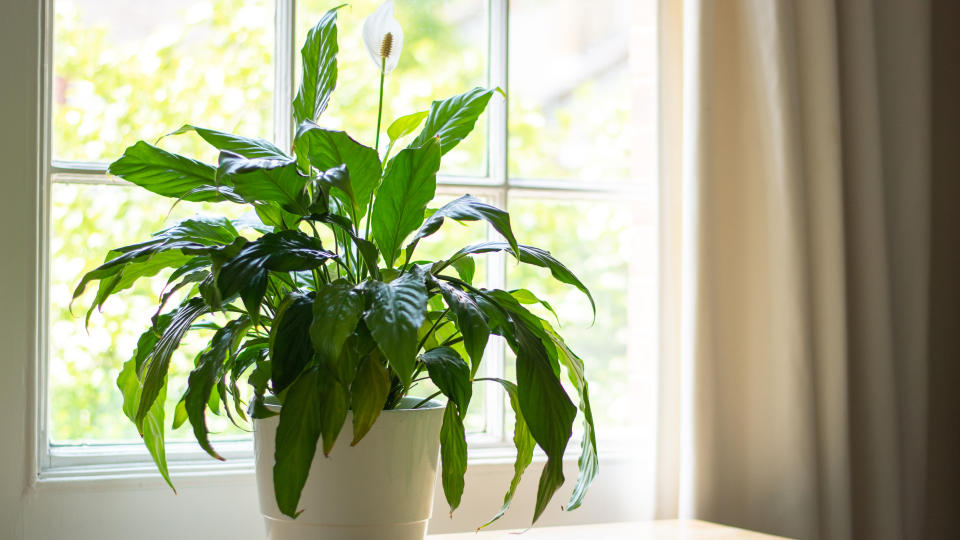 Easy houseplants: Peace lily in pot placed on a sunny windowsill