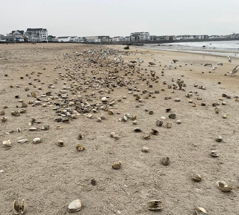 Thousands of Atlantic surf clams washed ashore at Hampton Beach during last week's storm.