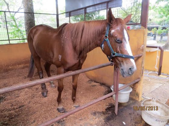 Sharpy, a chestnut thoroughbred mare, is alive and well today. (Photo: AVA)