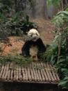 Kai Kai and Jia Jia live in a special climate-controlled enclosure that rotates through the four seasons to mimic the pandas' original environment.