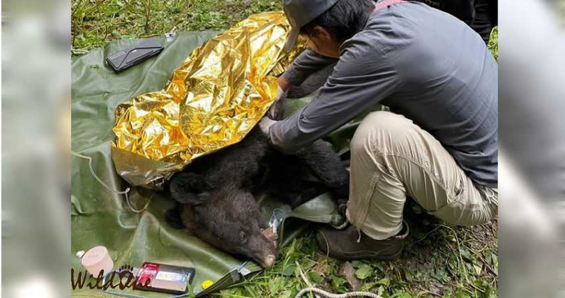 台東曾有隻母熊誤觸陷阱，野灣成員也參與救援，母熊如今已恢復健康，野放回歸山林。（圖／野灣動物救援中心提供）