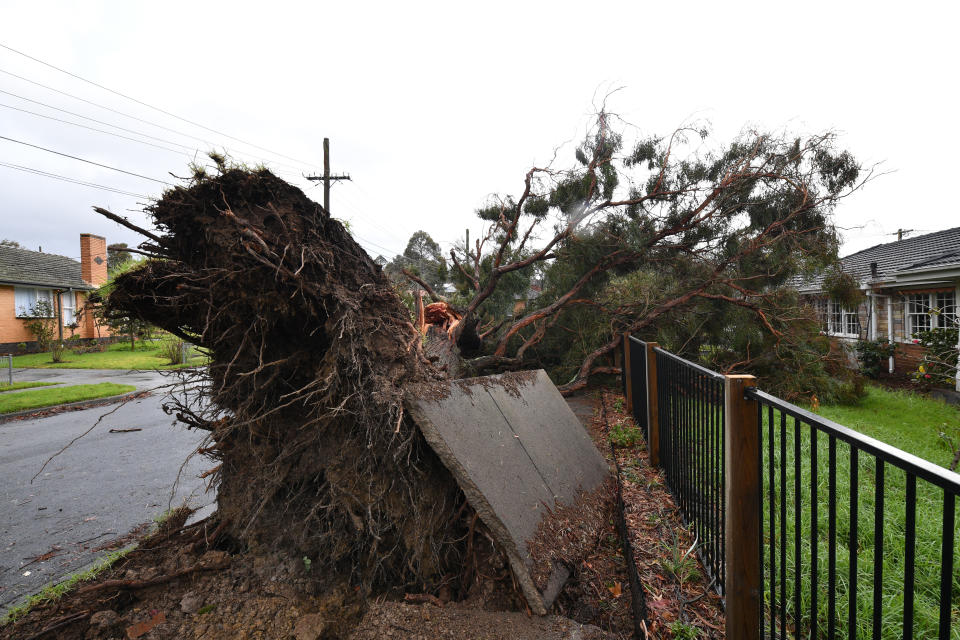 A large fallen tree is seen near a residential property in Lilydale. Source: AAP