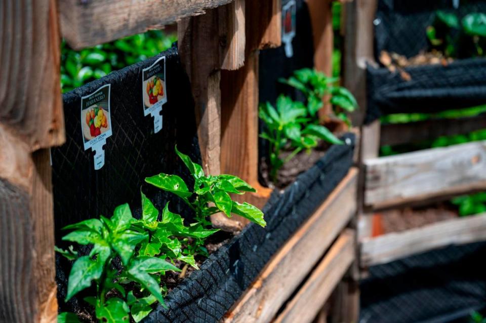 Vegetables are started in preparation for a student garden at New Technology High School last month.