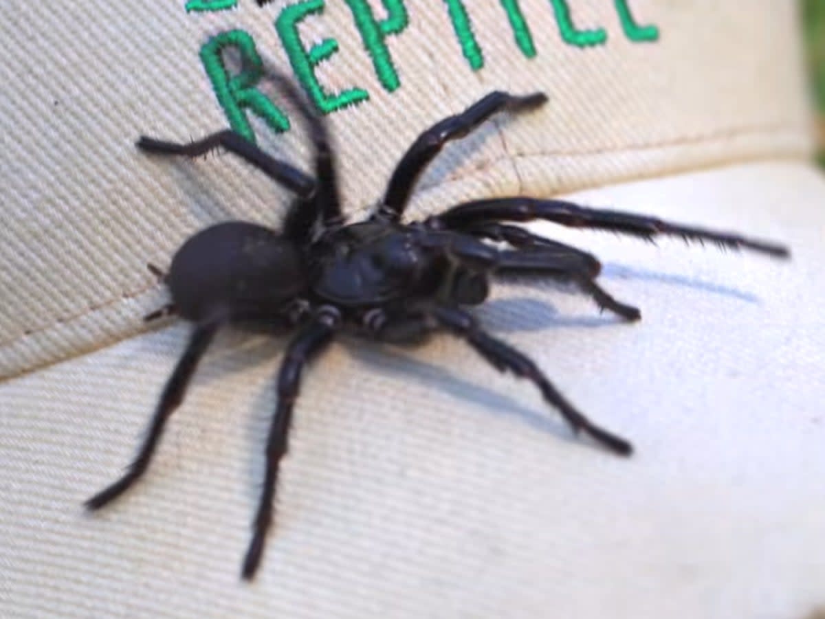 The deadly Sydney funnel-web spider, dubbed Hercules, was found on the Central Coast (Australia Reptile Park)