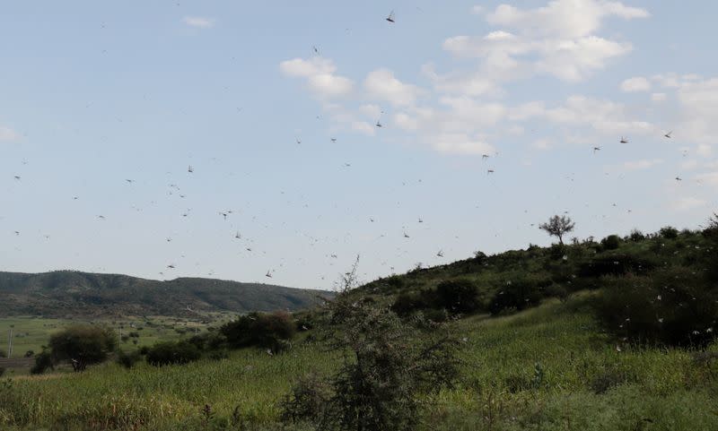 Ethiopia struggles to suppress desert locust infestation