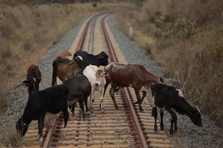 Cows walk on a stretch of Brazil's uncompleted North-South Railroad in Anapolis City September 26, 2013. REUTERS/Ueslei Marcelino