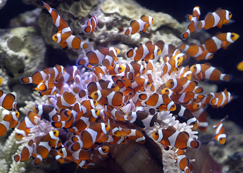 A group of clownfish is displayed at a news conference before 2011 Taiwan International Ornamental Fish Expo in Taipei