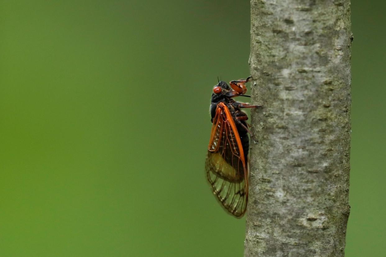 A Brood X cicada hangs onto a tree trunk on Tuesday, June 15, 2021 at Highbanks Metro Park in Lewis Center, Ohio.