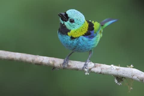 A colourful tanager - Credit: istock