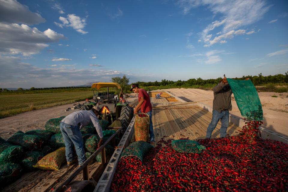 Jalapeño peppers are spread out on a wooden platform to be smoked for chipotle in San Francisco de Conchos in August 2023.