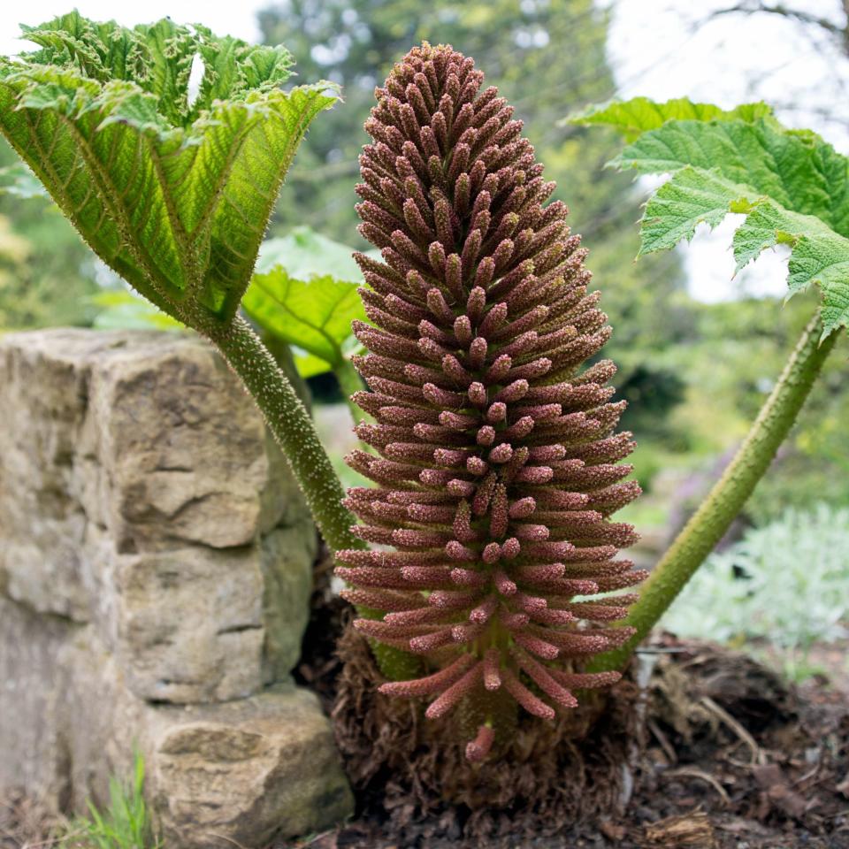 Plant Gunnera manicata chilean rhubarb - stock photo