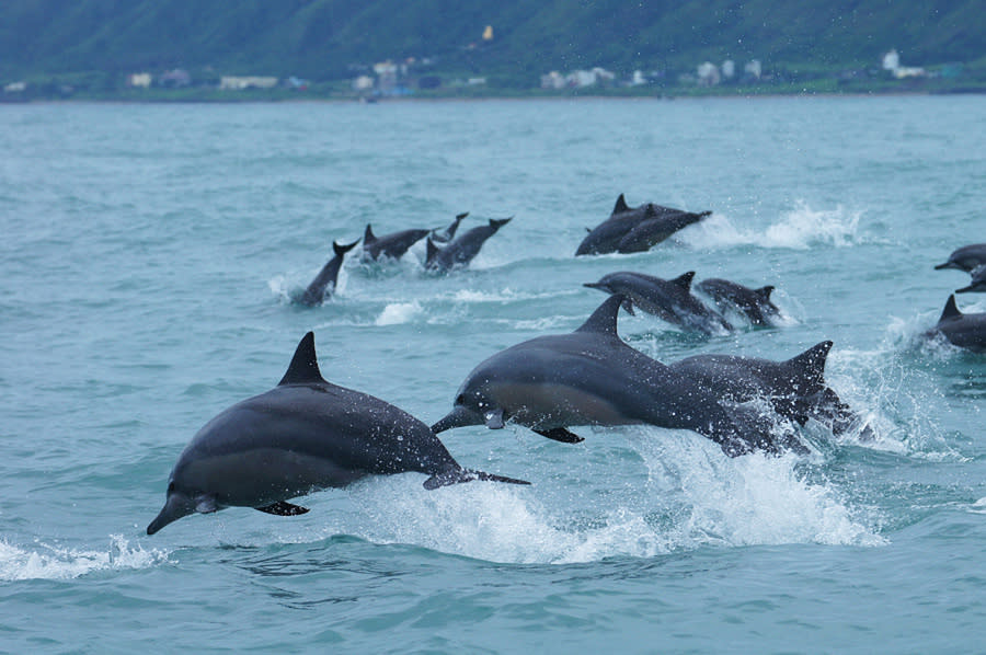 研究成果發現，噪音對鯨、海豹和海豚等海洋哺乳動物具有重大危害。（網路截圖）
