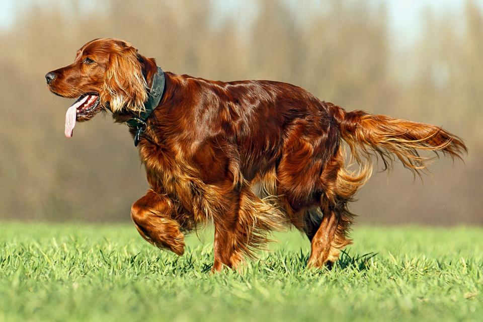 irish setter running in grass with her tongue out