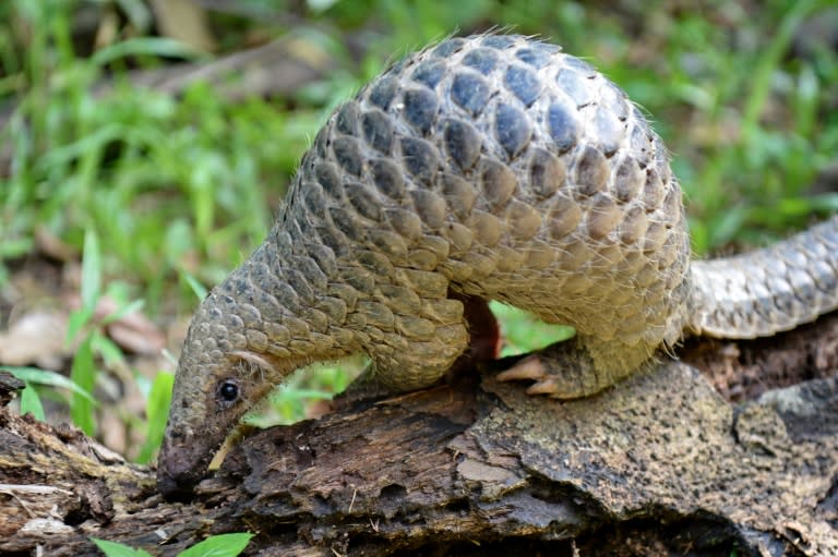 The scale-covered, ant-eating pangolin is prized as an edible delicacy and ingredient in traditional medicine, especially in China and Vietnam