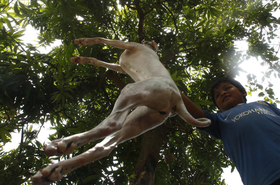 A boy touches a death dog before cutting meats for selling at a local restaurant in Chi Meach village in Kampong Thom province north of Phnom Penh, Cambodia, Wednesday, Aug. 5, 2020. Animal rights activists in Cambodia have gained a small victory in their effort to end the trade in dog meat, convincing a canine slaughterhouse in one village to abandon the business. (AP Photo/Heng Sinith)