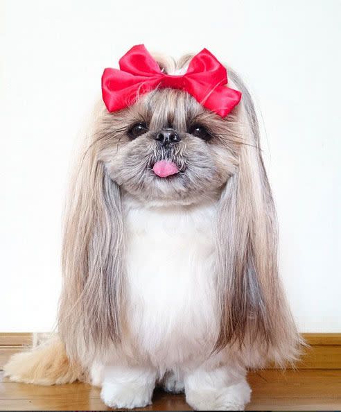 The adorable Shih Tzu knows how to rock her hairstyles.