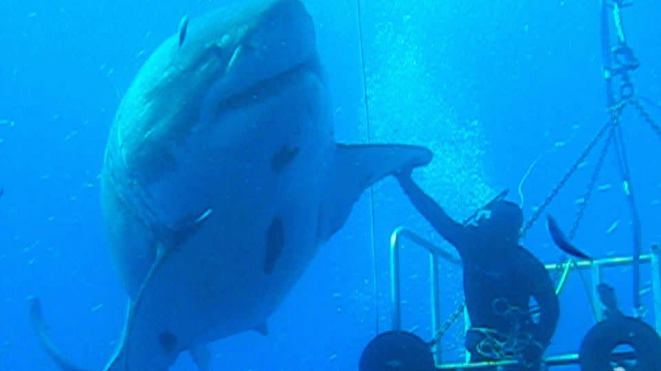 This iconic image of Deep Blue with a diver went viral on social media last year. Photo: Michael Maier