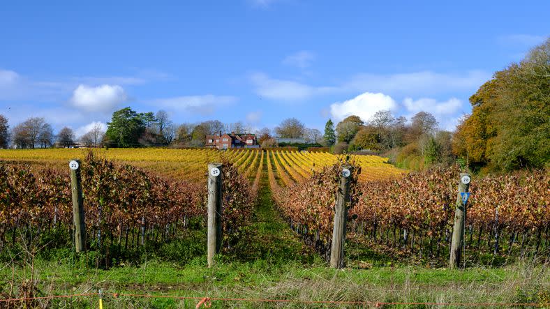 english vineyards