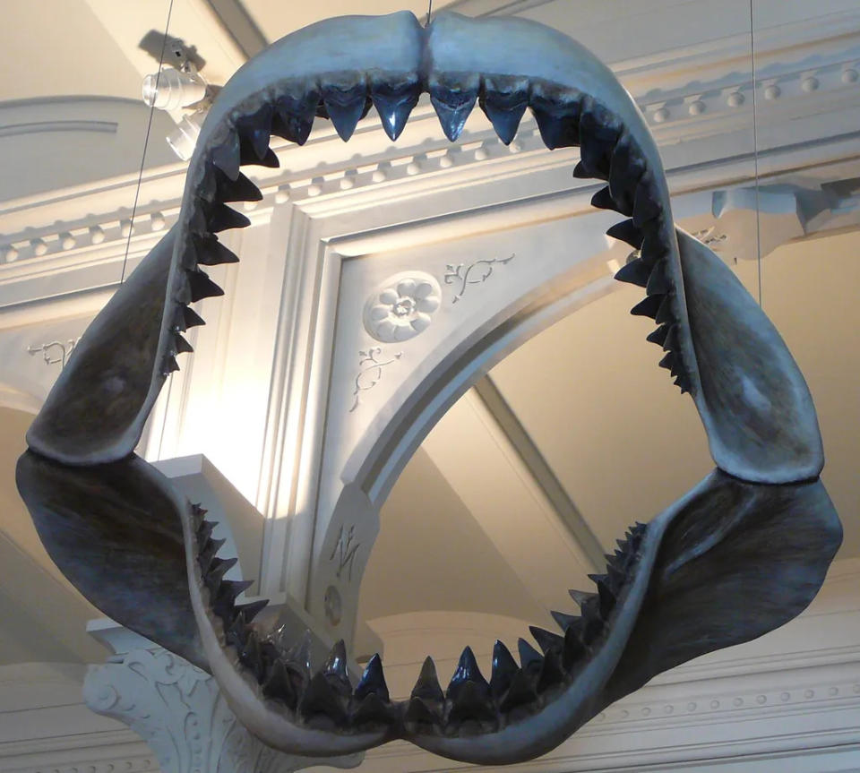 Mand&#xed;bula de megalodon no American Museum of Natural History, em Nova York (Imagem: Spotty11222/Dom&#xed;nio P&#xfa;blico)