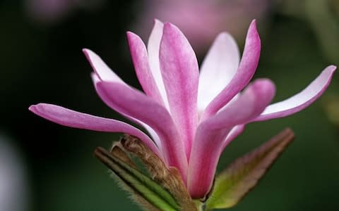 Magnolia 'Leonard Messel' - Credit: Andrew Lawson