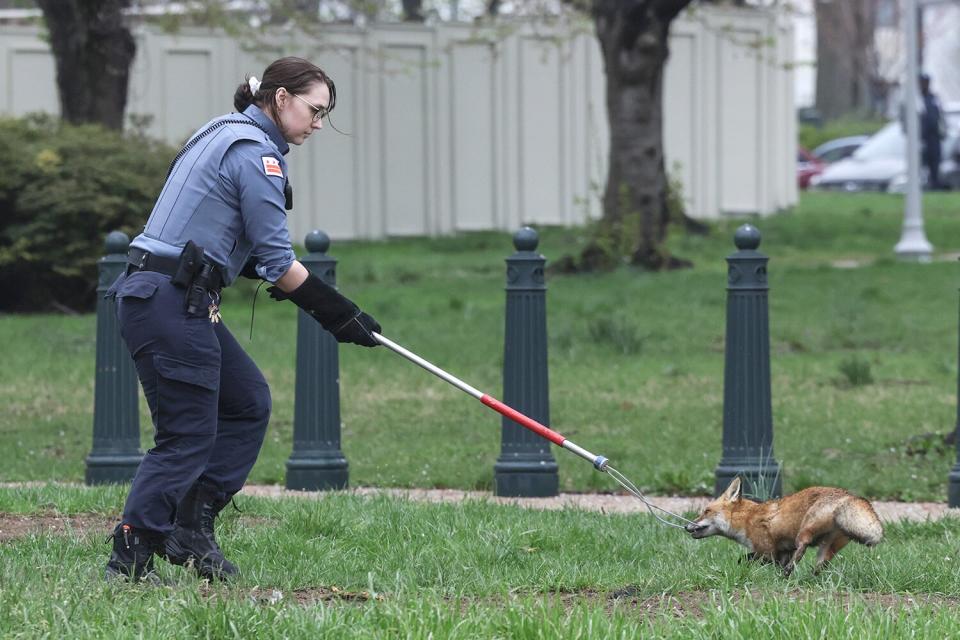 Capitol fox