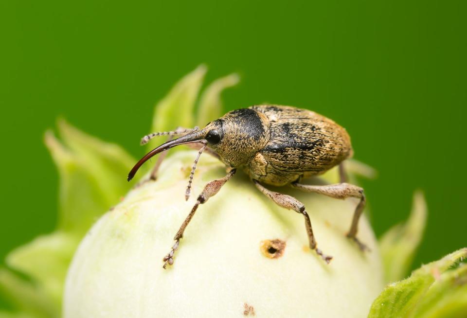 Nut Weevil