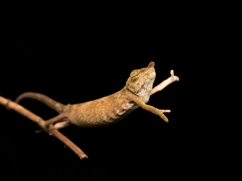 A Calumma nasutum, the nose-horned chameleon seen dancing on the end of a branch in Andasibe, Madagascar.