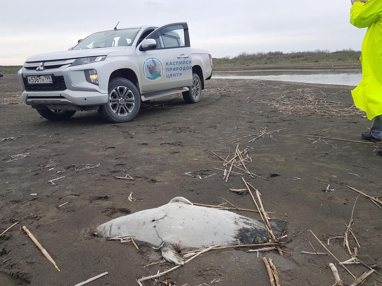 <p>The dead seals have been washed up on the shore over the course of several days </p> (Marine Mammal Research and Exped)