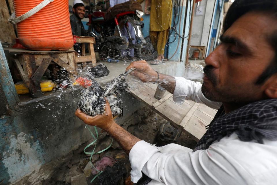 Gulam Mohammad, 37, a vegetable seller, sprays water from his mouth to cool off his chicken (Reuters)