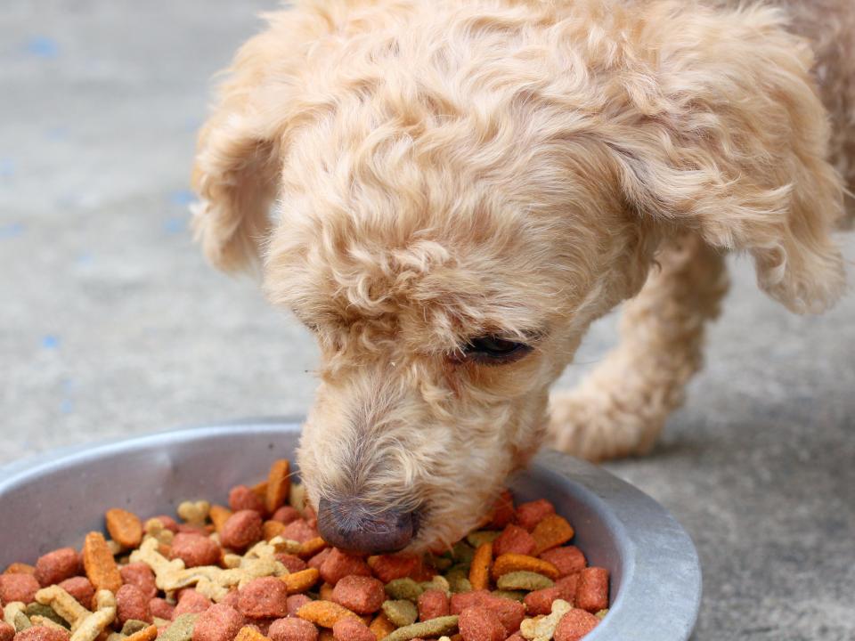 dog food bowl eating