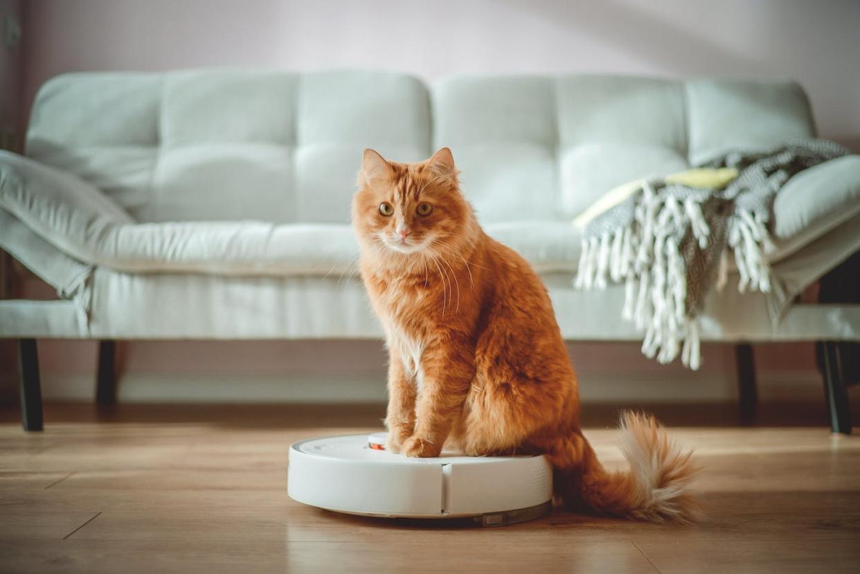 <a href="https://www.shutterstock.com/es/image-photo/funny-cat-sitting-on-robot-living-2133261823" rel="nofollow noopener" target="_blank" data-ylk="slk:Sharomka/Shutterstock;elm:context_link;itc:0;sec:content-canvas" class="link ">Sharomka/Shutterstock</a>