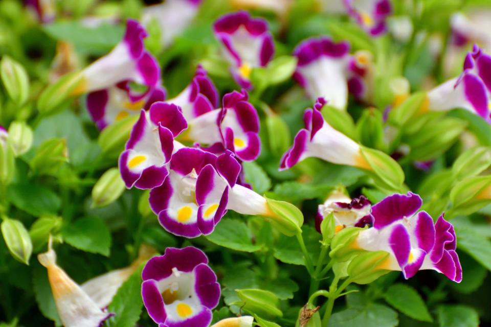 shade flowers torenia