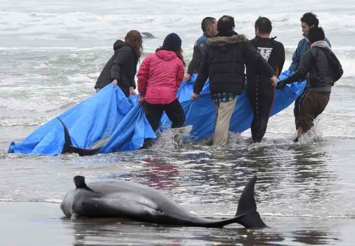 Residents attempt to save melon-headed whales beached on the shore of Hokota city, northeast of Tokyo on April 10, 2015 (AFP Photo/TOSHIFUMI KITAMURA)