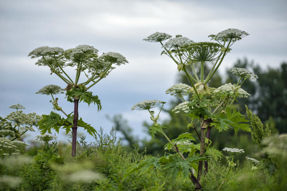 Giant hogweed is a common, cow parsley-like plant that is often found along hedgerows. (SWNS)