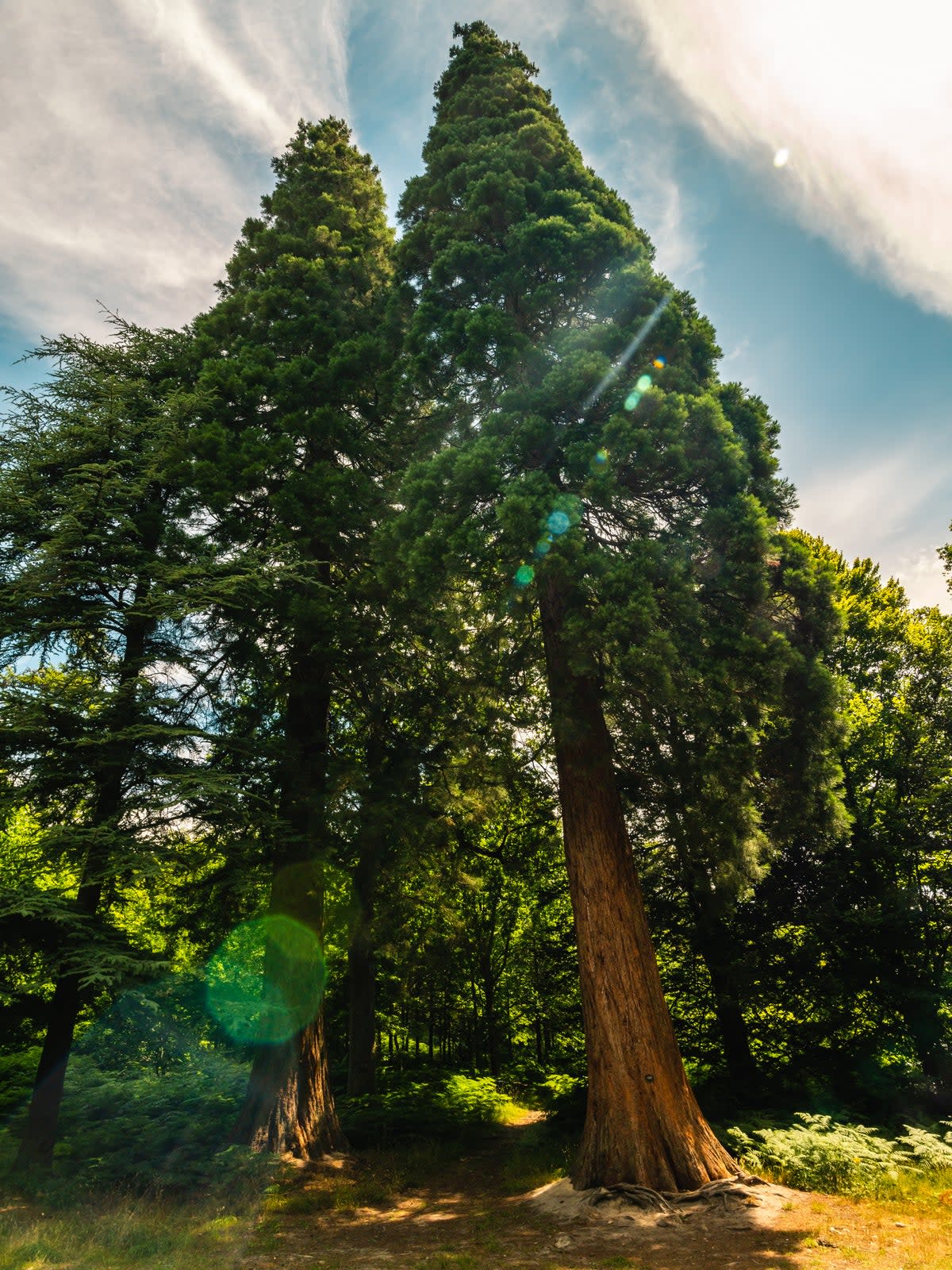 A 3D laser scan of a Giant Sequoia (Mathilda Digby)