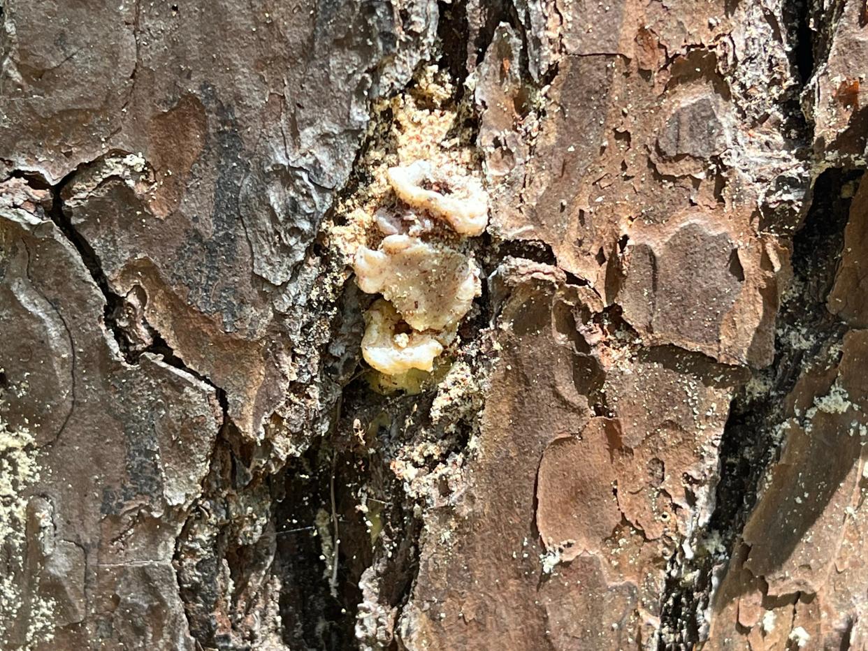 Pitch tubes which look similar to popcorn appear in the crevices between adjacent bark plates. The tree is attempting to repel the southern pine beetles by suffocating them with resin.