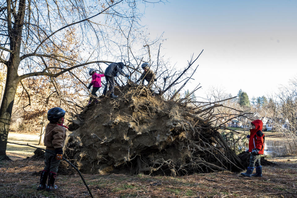 Children climb around a large ponderosa pine that fell in Cannon Hill Park after a windstorm passed the area on Wednesday, Jan. 13, 2021 in A powerful wind storm has rolled through the Pacific Northwest left a trail of damage. (Colin Mulvany/The Spokesman-Review via AP)