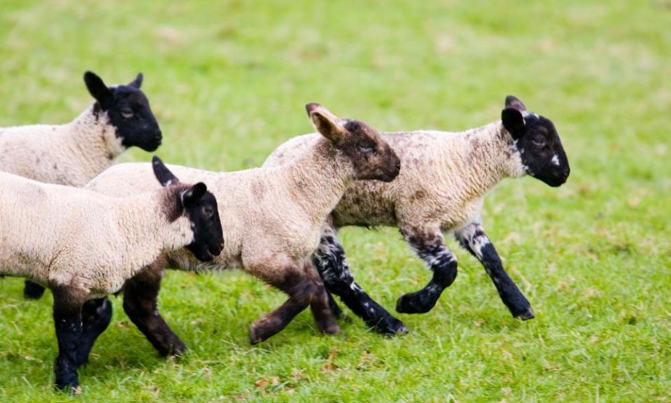 Around 89% of UK lamb exports go to the EU.