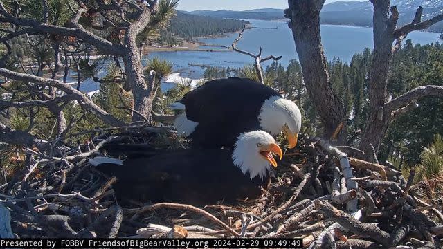 <p>Friends of Big Bear Valley/ Facebook</p> Bald Eagles Jackie and Shadow in their nest