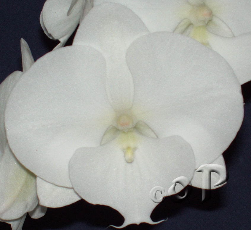 Orchids will be available for purchase at the next meeting of the Cape and Island Orchid Society.