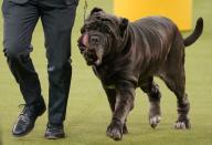 2020 Westminster Kennel Club Dog Show at Madison Square Garden in New York City